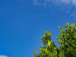 Tree with leaves on blue sky background with copy space for text photo