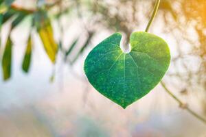 Close-up of heart shape green leaf against nature background and sunlight in the garden. Space for text. Concept of love and nature photo