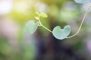 de cerca foto de corazón forma verde hoja en contra naturaleza antecedentes y luz de sol en un jardín. espacio para texto. concepto de amor y naturaleza