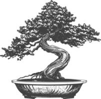 bonsai tree images using Old engraving style body black color only vector