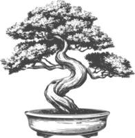 bonsai tree images using Old engraving style body black color only vector