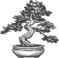 bonsai tree images using Old engraving style body black color only vector