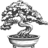 bonsai tree images using Old engraving style body black color only vector