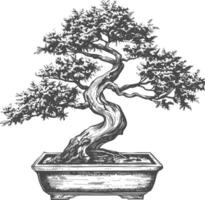 bonsai tree images using Old engraving style body black color only vector