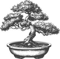 bonsai tree images using Old engraving style body black color only vector