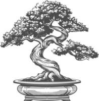 bonsai tree images using Old engraving style body black color only vector