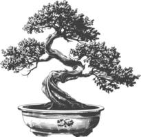 bonsai tree images using Old engraving style body black color only vector