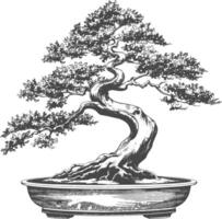 bonsai tree images using Old engraving style body black color only vector