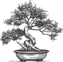 bonsai tree images using Old engraving style body black color only vector