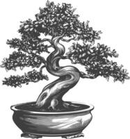 bonsai tree images using Old engraving style body black color only vector