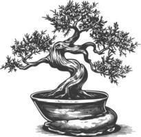 bonsai tree images using Old engraving style body black color only vector