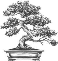 bonsai tree images using Old engraving style body black color only vector