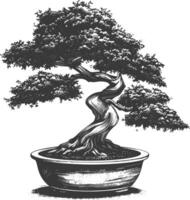 bonsai tree images using Old engraving style body black color only vector