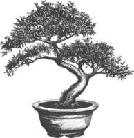 bonsai tree images using Old engraving style body black color only vector