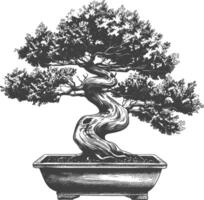 bonsai tree images using Old engraving style body black color only vector