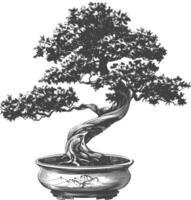 bonsai tree images using Old engraving style body black color only vector