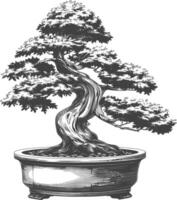 bonsai tree images using Old engraving style body black color only vector