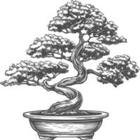 bonsai tree images using Old engraving style body black color only vector