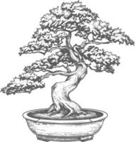 bonsai tree images using Old engraving style body black color only vector