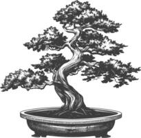 bonsai tree images using Old engraving style body black color only vector