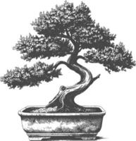 bonsai tree images using Old engraving style body black color only vector