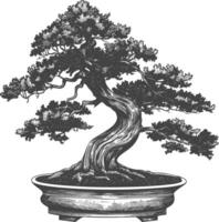 bonsai tree images using Old engraving style body black color only vector