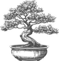 bonsai tree images using Old engraving style body black color only vector