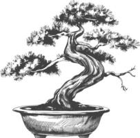 bonsai tree images using Old engraving style body black color only vector