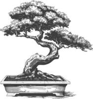 bonsai tree images using Old engraving style body black color only vector