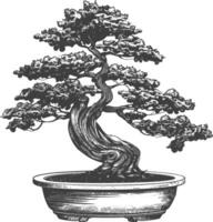 bonsai tree images using Old engraving style body black color only vector