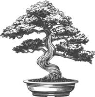 bonsai tree images using Old engraving style body black color only vector