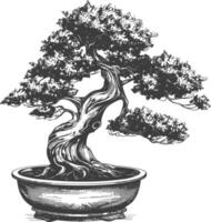 bonsai tree images using Old engraving style body black color only vector