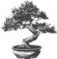 bonsai árbol imágenes utilizando antiguo grabado estilo cuerpo negro color solamente vector