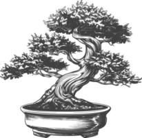 bonsai tree images using Old engraving style body black color only vector