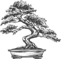 bonsai tree images using Old engraving style body black color only vector