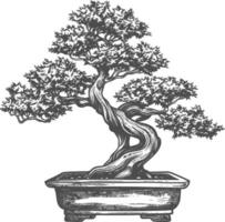 bonsai tree images using Old engraving style body black color only vector