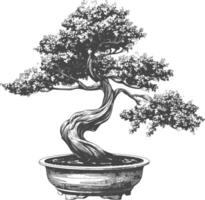 bonsai tree images using Old engraving style body black color only vector