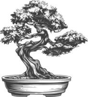 bonsai tree images using Old engraving style body black color only vector