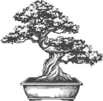 bonsai tree images using Old engraving style body black color only vector