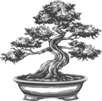 bonsai tree images using Old engraving style body black color only vector