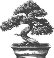 bonsai árbol imágenes utilizando antiguo grabado estilo cuerpo negro color solamente vector