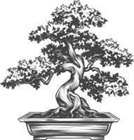 bonsai tree images using Old engraving style body black color only vector