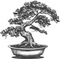 bonsai árbol imágenes utilizando antiguo grabado estilo cuerpo negro color solamente vector