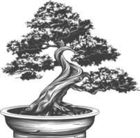 bonsai tree images using Old engraving style body black color only vector