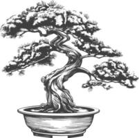 bonsai tree images using Old engraving style body black color only vector