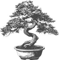 bonsai tree images using Old engraving style body black color only vector