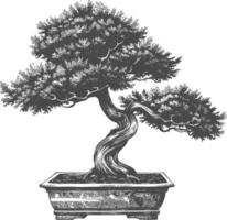 bonsai tree images using Old engraving style body black color only vector