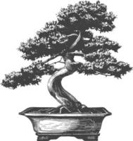 bonsai tree images using Old engraving style body black color only vector