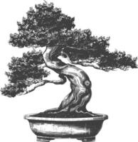 bonsai tree images using Old engraving style body black color only vector