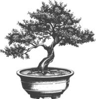 bonsai tree images using Old engraving style body black color only vector